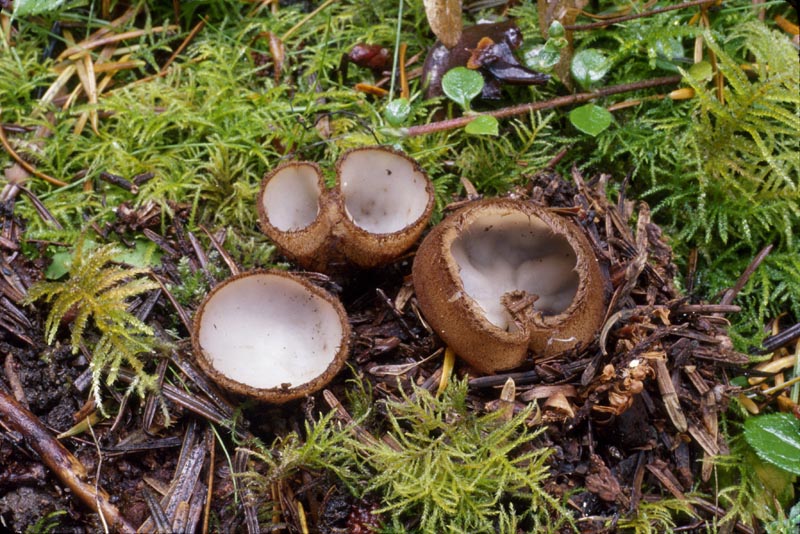 Humaria hemisphaerica